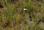 Moraea stricta