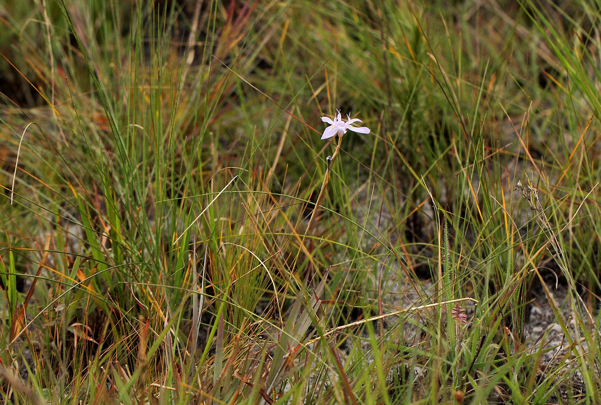 Moraea stricta