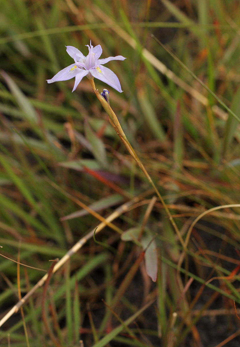 Moraea stricta