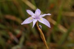 Moraea stricta
