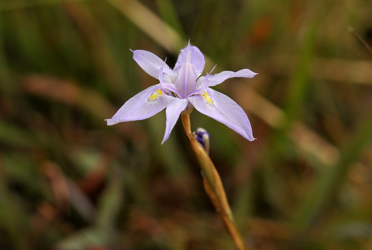 Moraea stricta
