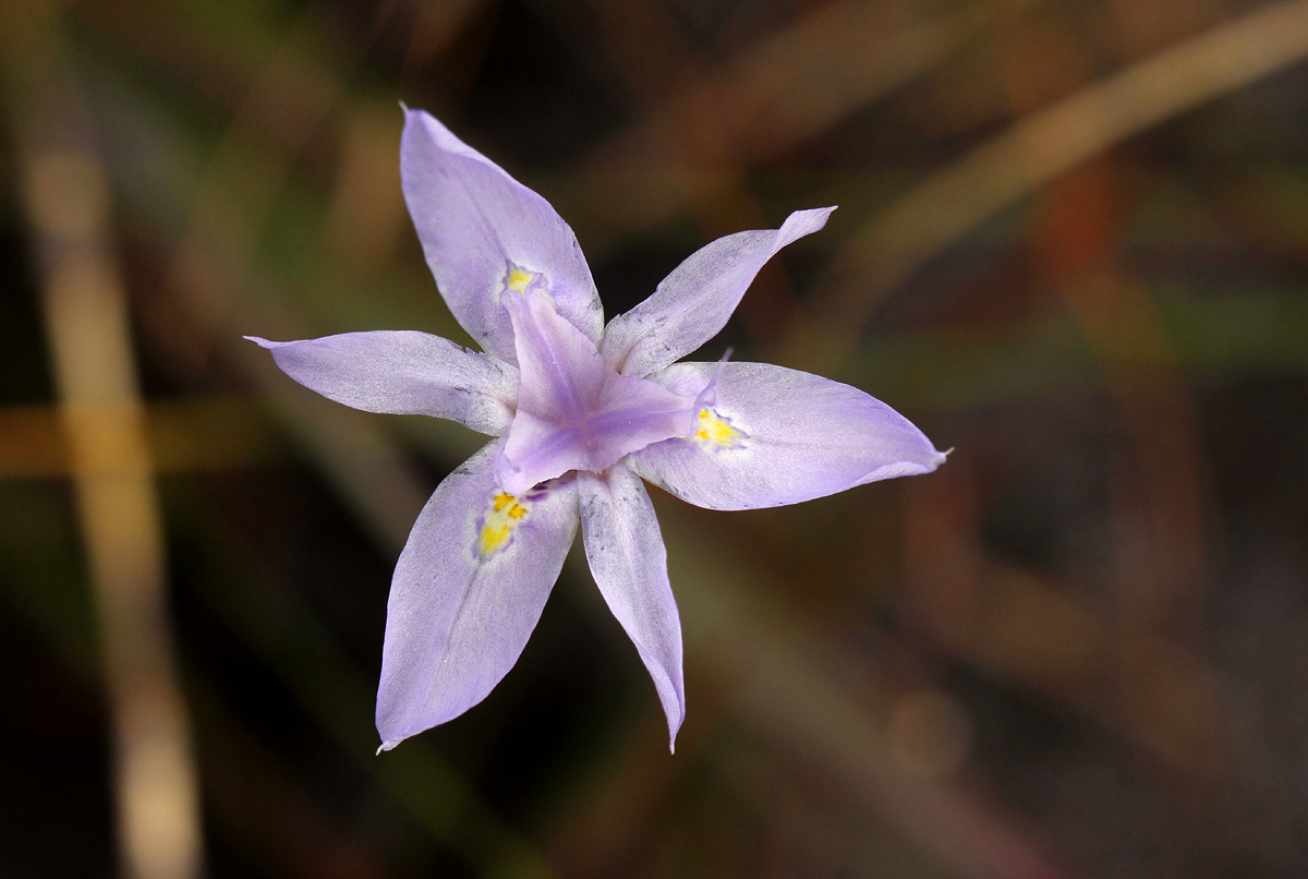 Moraea stricta