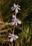Moraea stricta