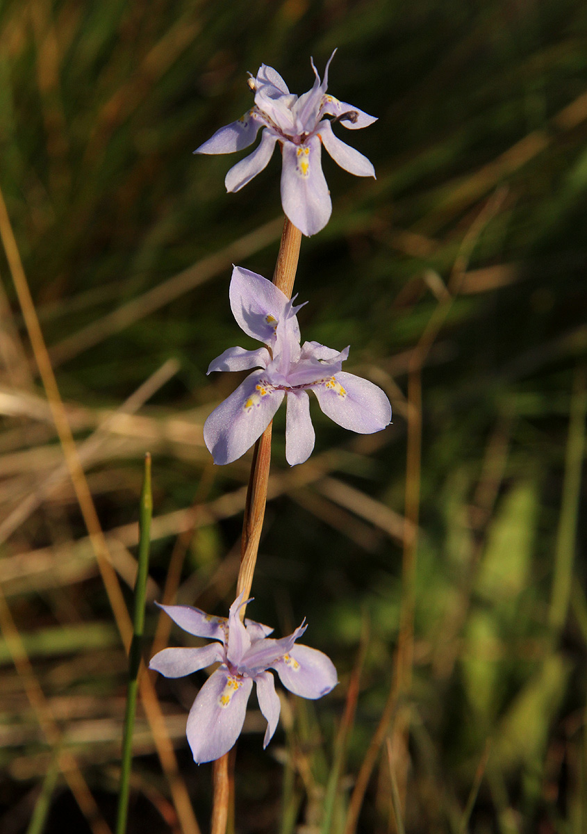 Moraea stricta