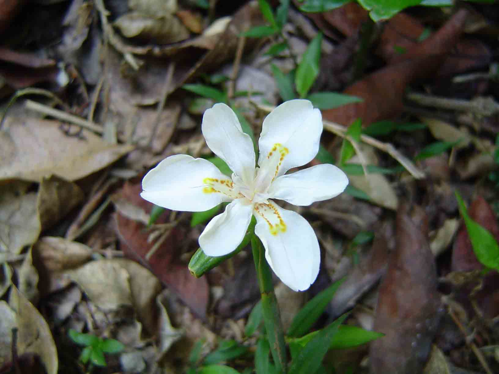 Dietes iridioides Dietes iridioides