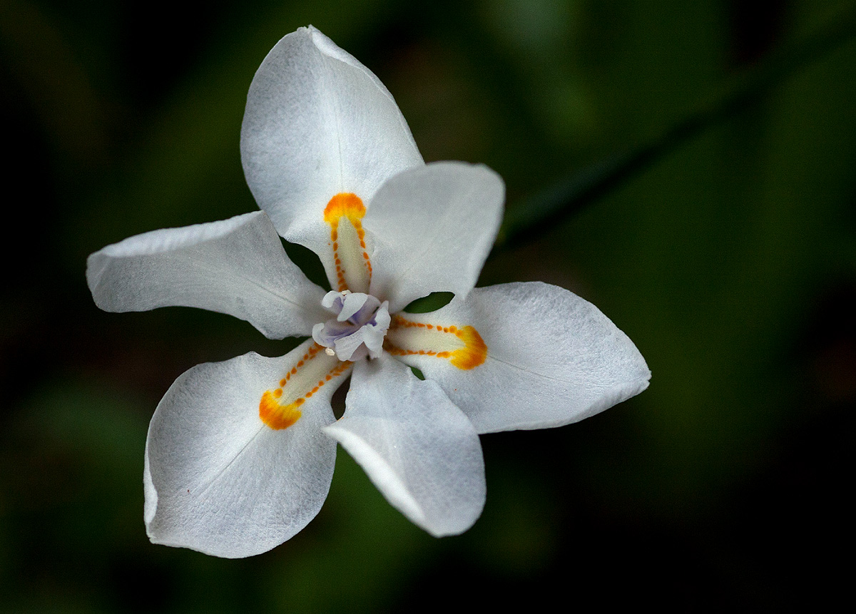 Dietes iridioides