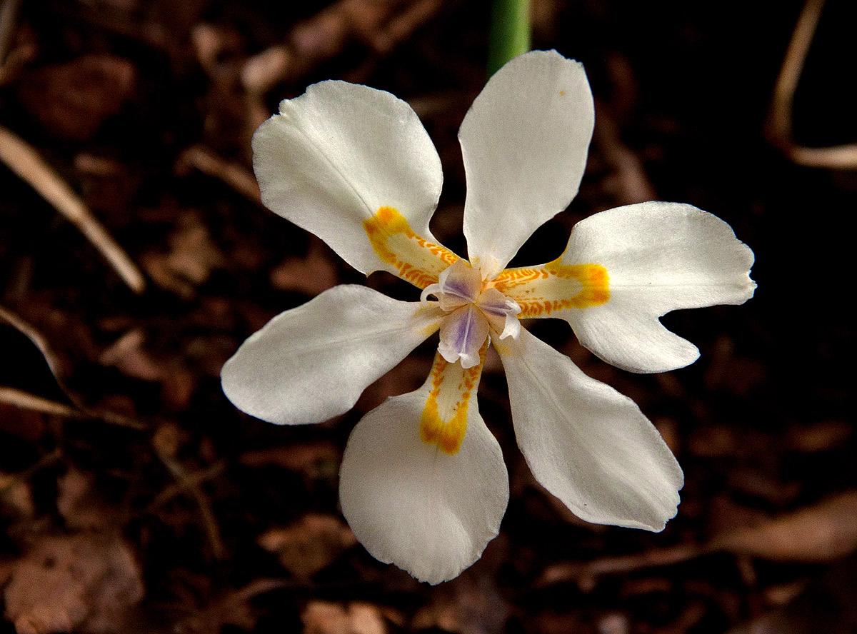 Dietes iridioides