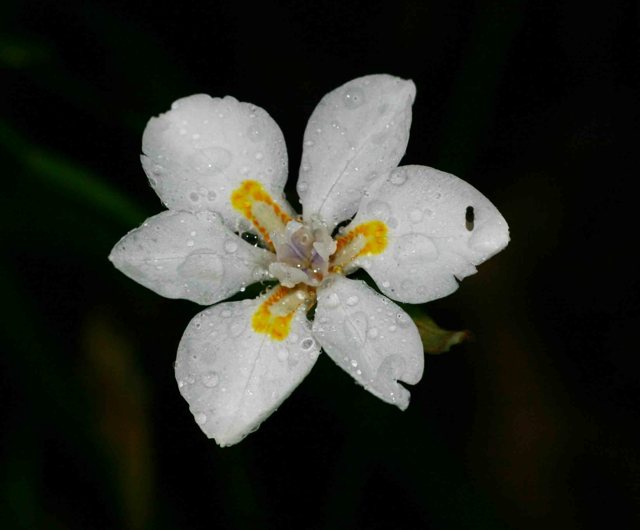 Dietes iridioides