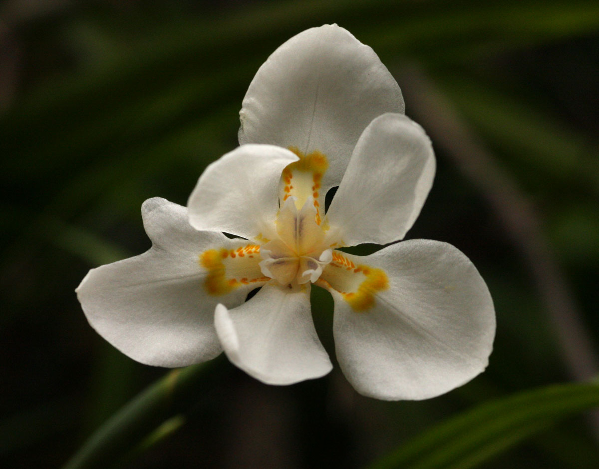 Dietes iridioides