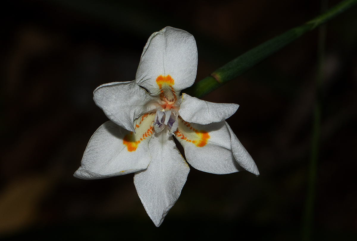 Dietes iridioides