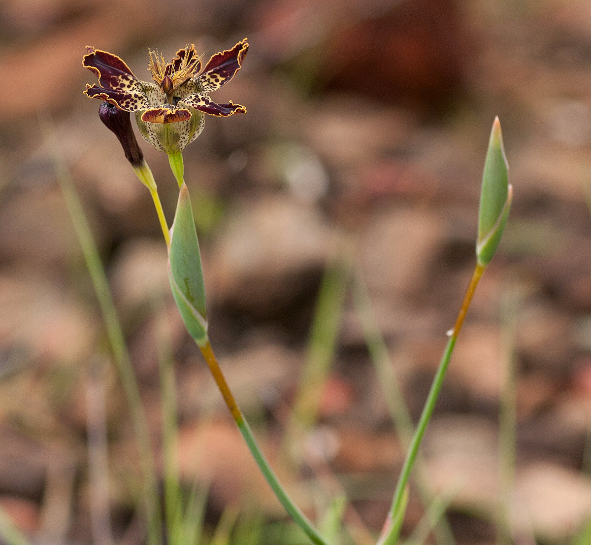 Ferraria glutinosa