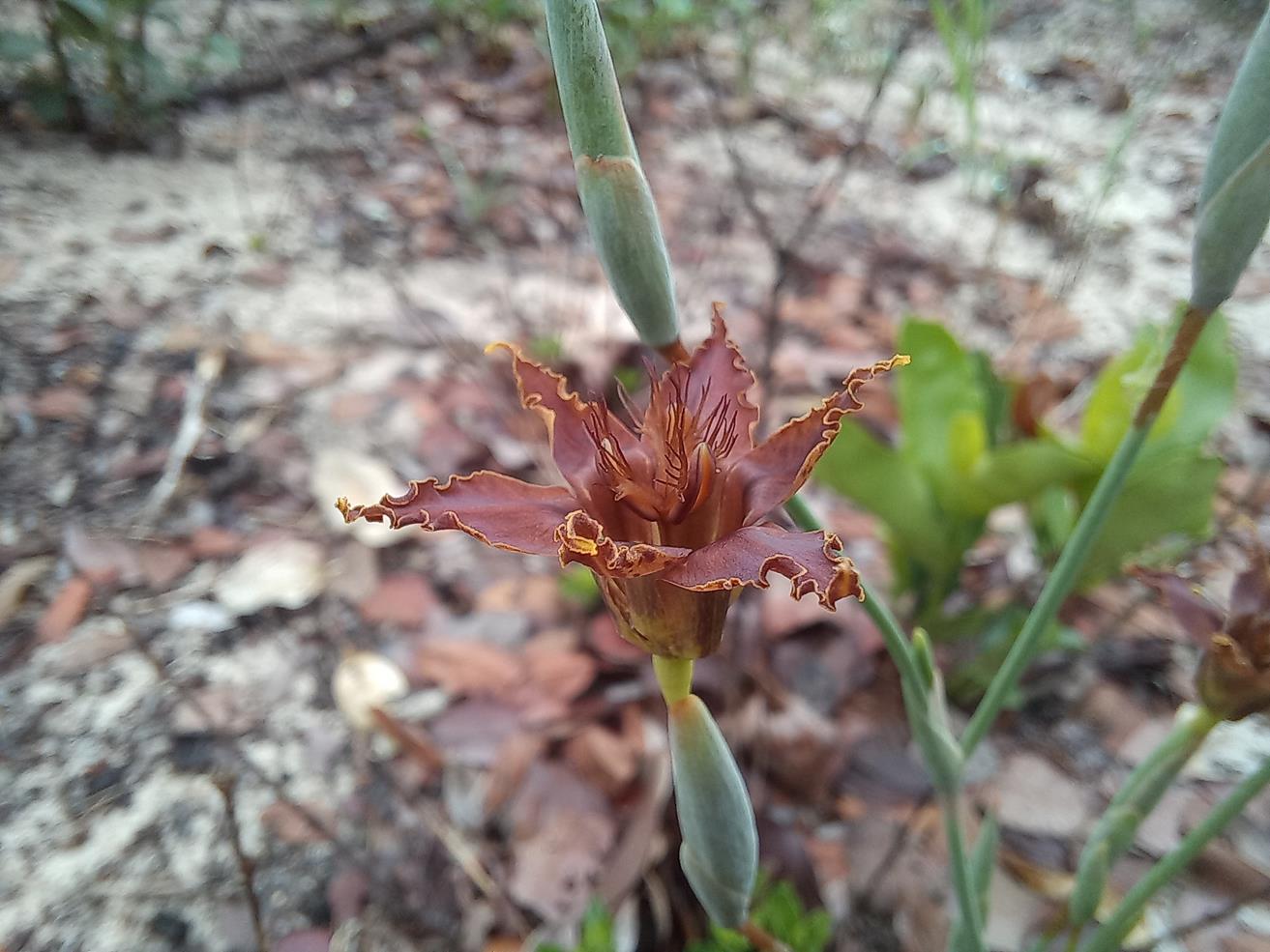 Ferraria glutinosa