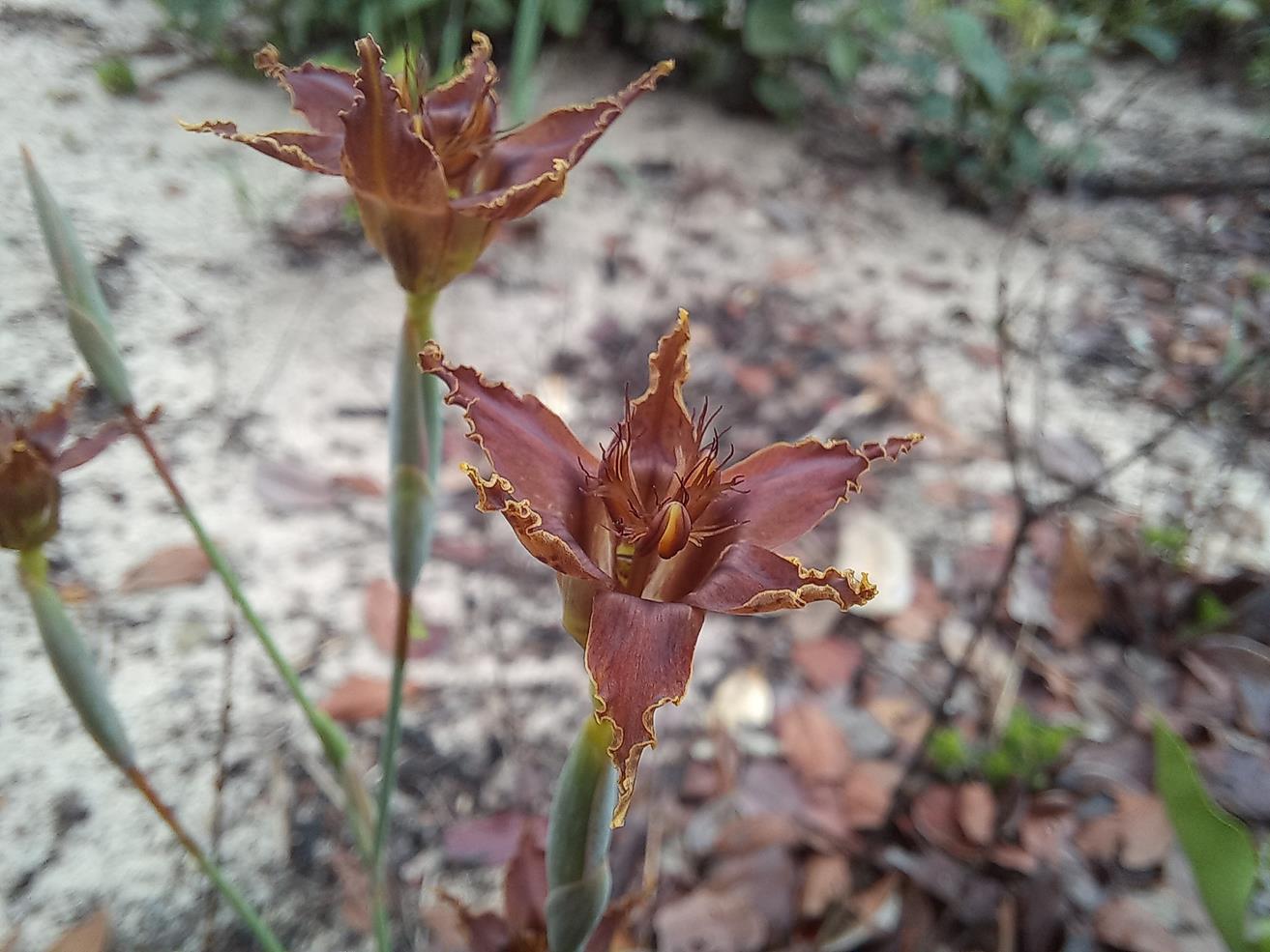 Ferraria glutinosa
