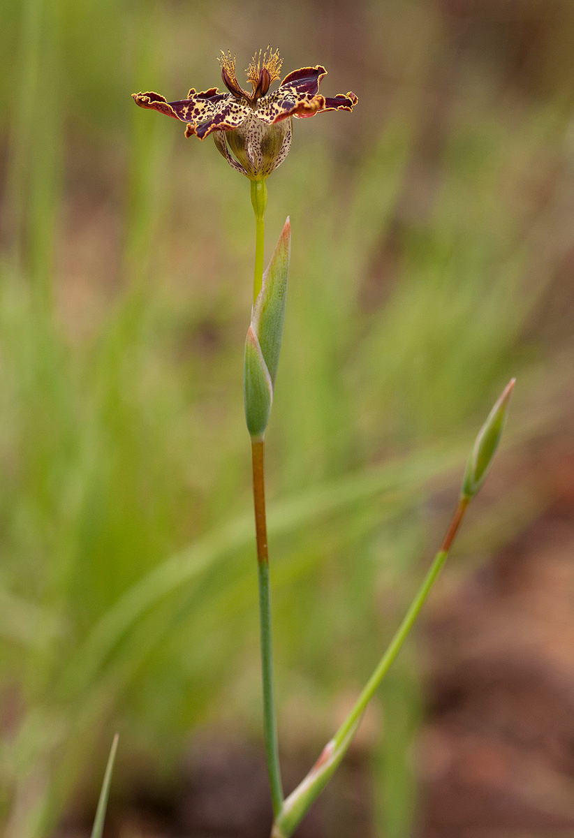 Ferraria glutinosa