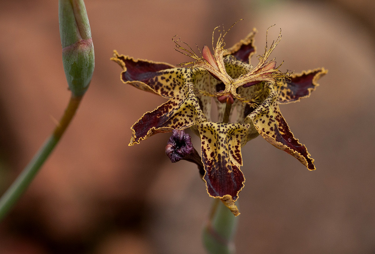 Ferraria glutinosa