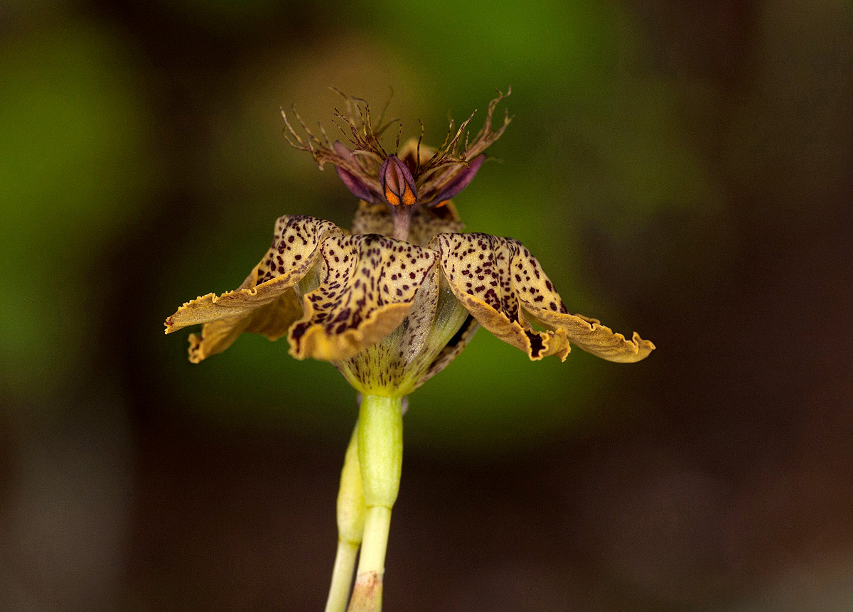 Ferraria glutinosa