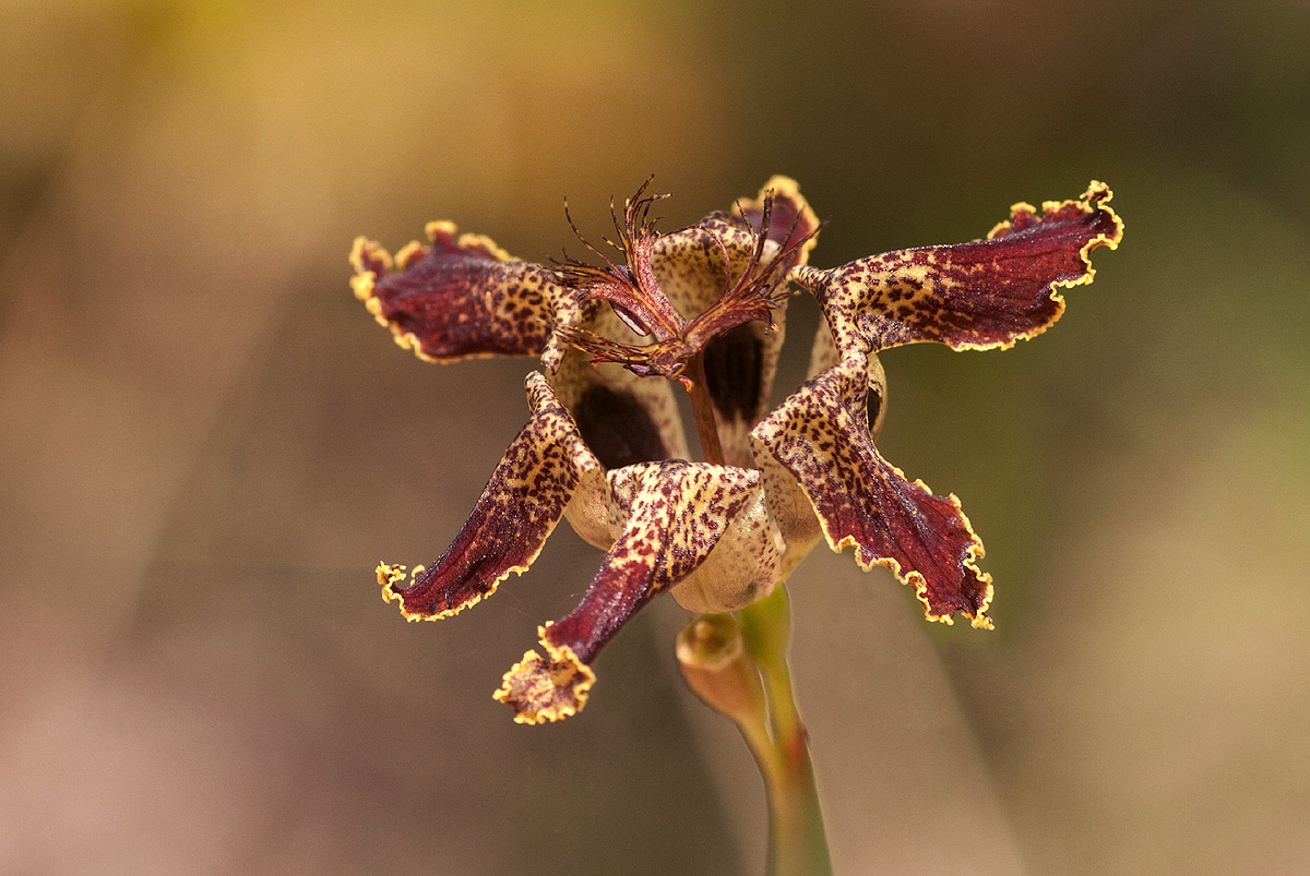 Ferraria glutinosa