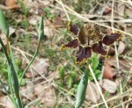Ferraria glutinosa