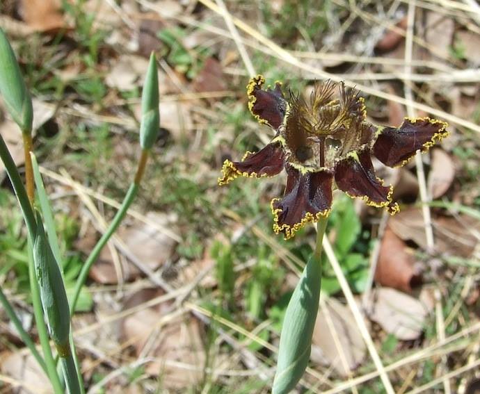 Ferraria glutinosa