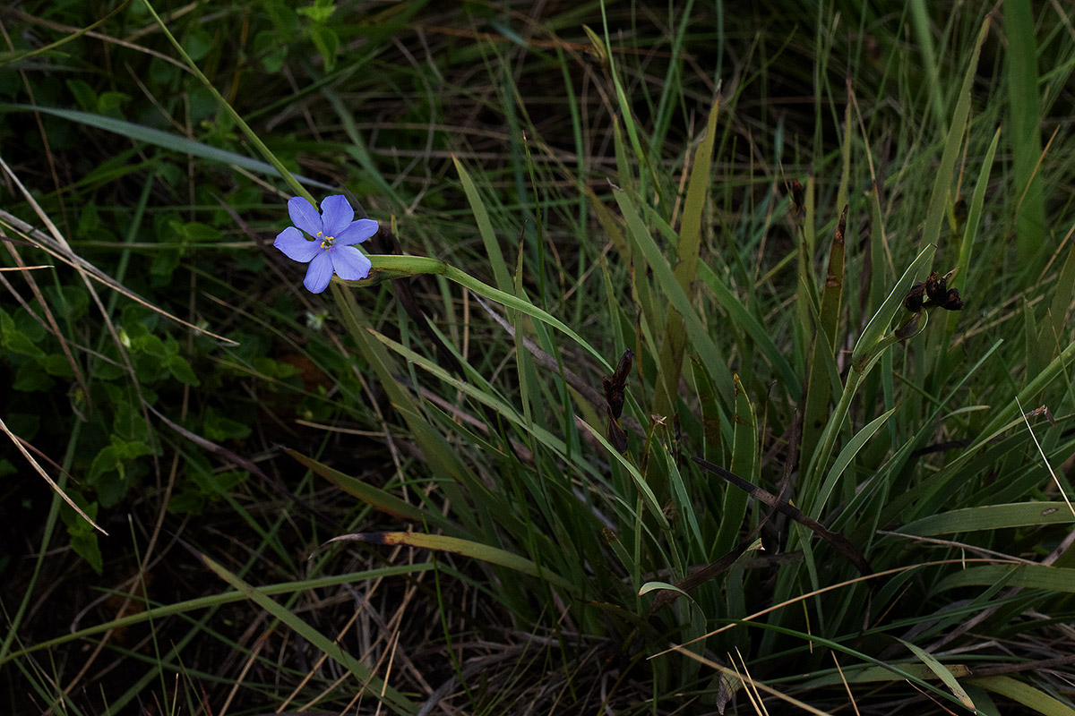 Aristea abyssinica