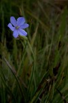Aristea abyssinica