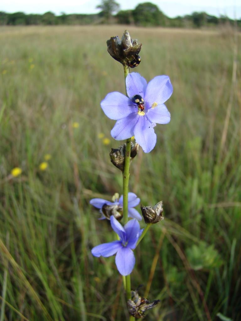 Aristea angolensis Aristea angolensis