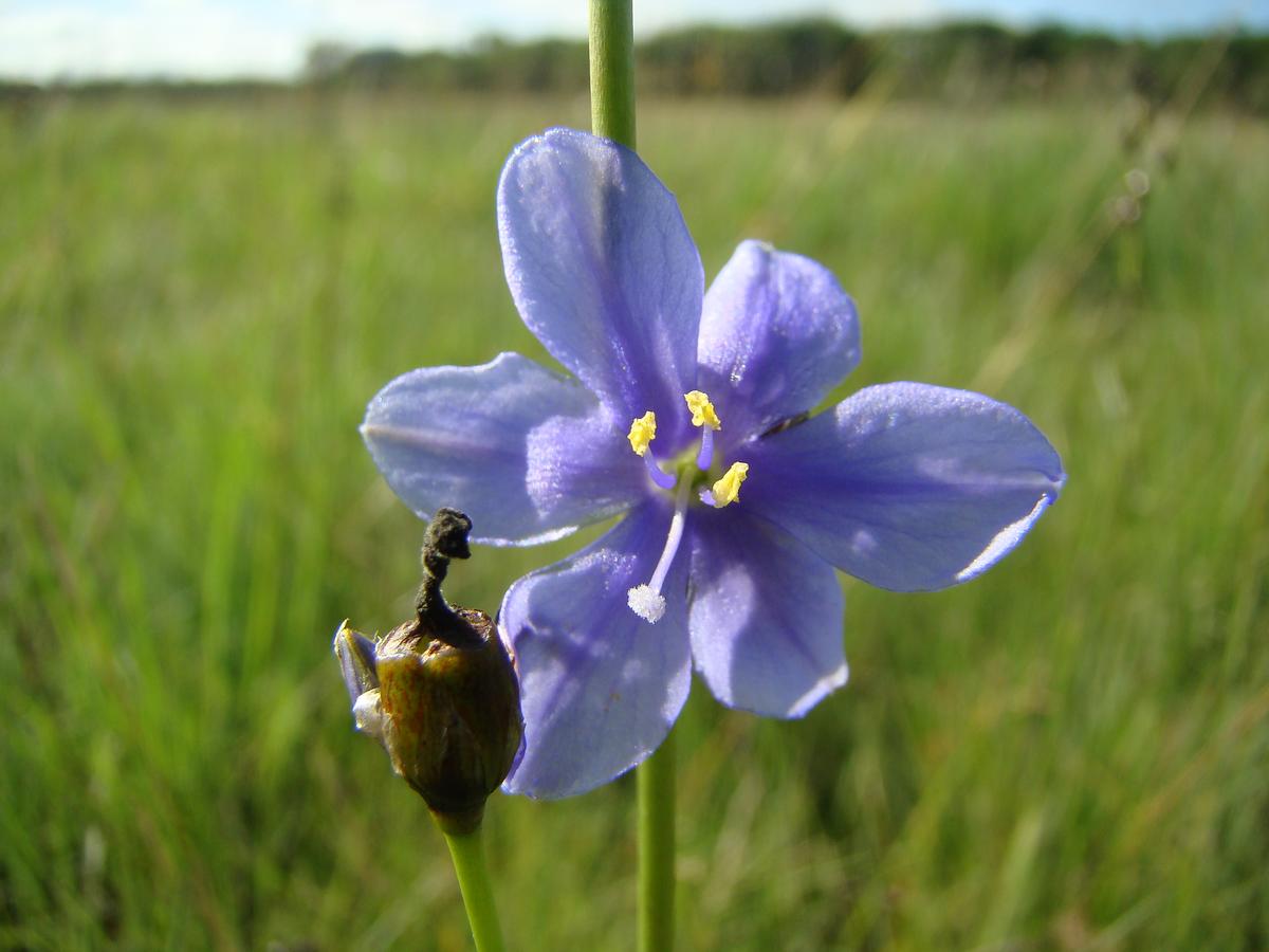 Aristea angolensis
