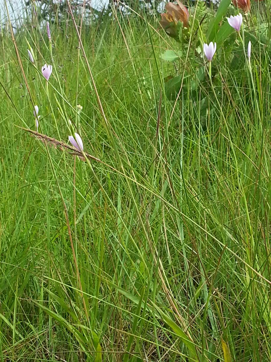 Hesperantha petitiana