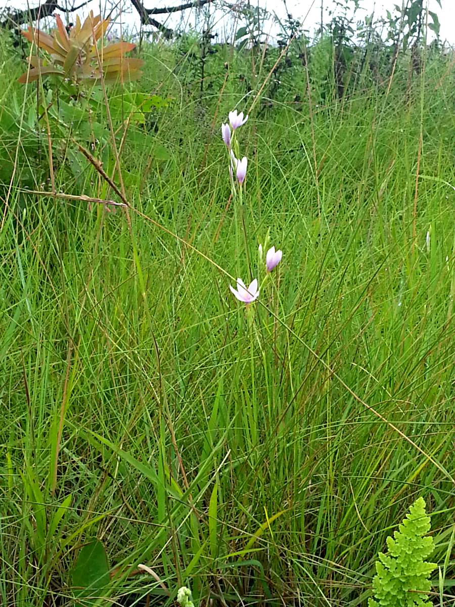 Hesperantha petitiana