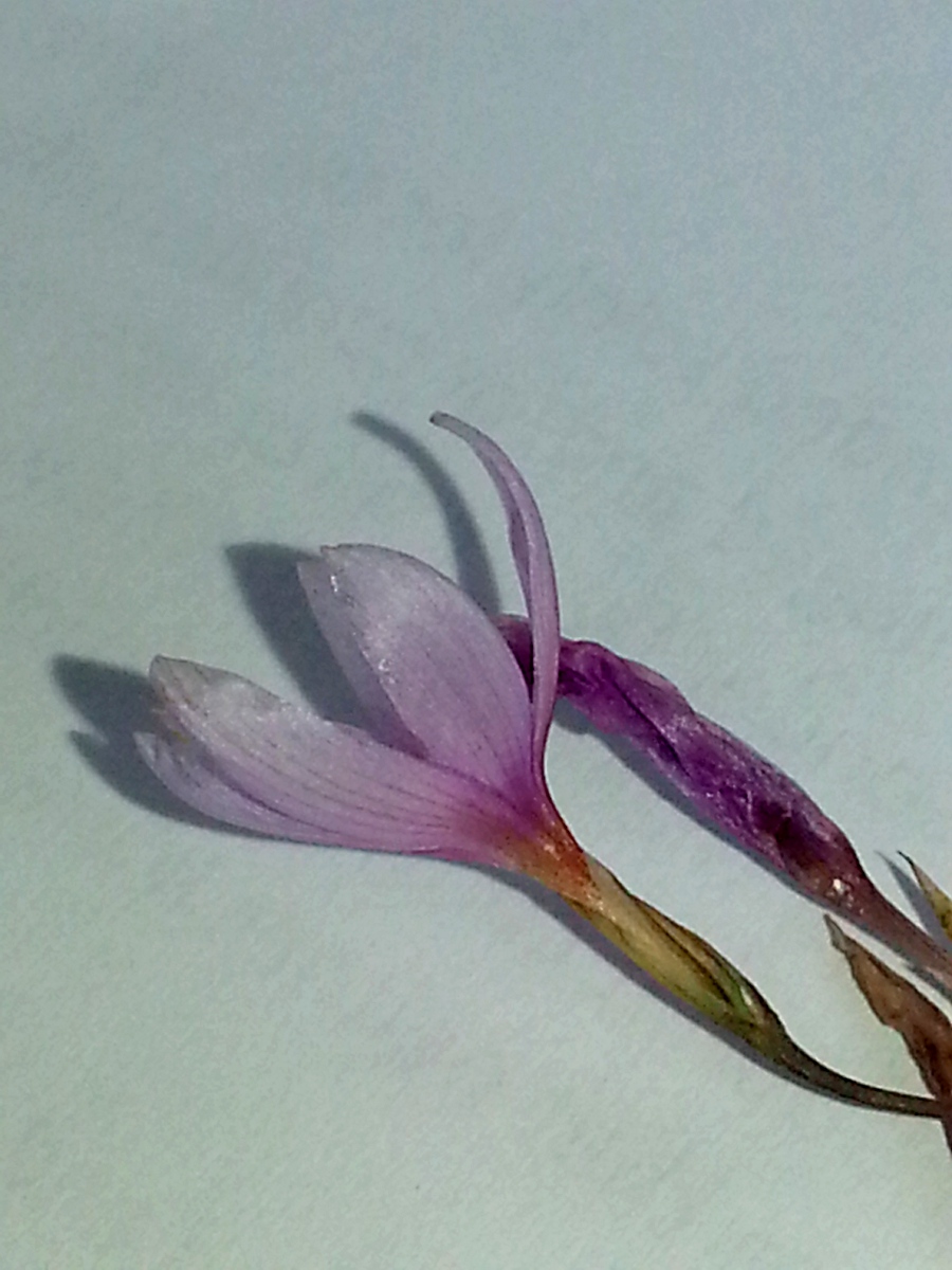 Hesperantha petitiana