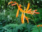 Crocosmia aurea subsp. aurea