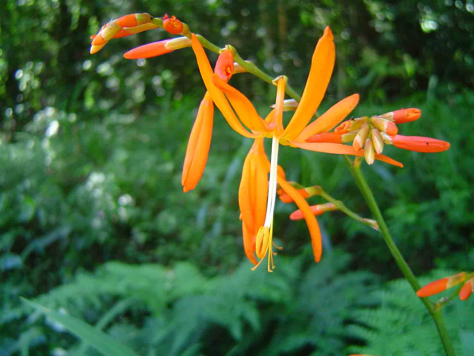 Crocosmia aurea subsp. aurea