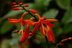 Crocosmia aurea subsp. aurea