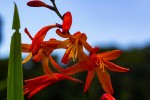 Crocosmia aurea subsp. aurea