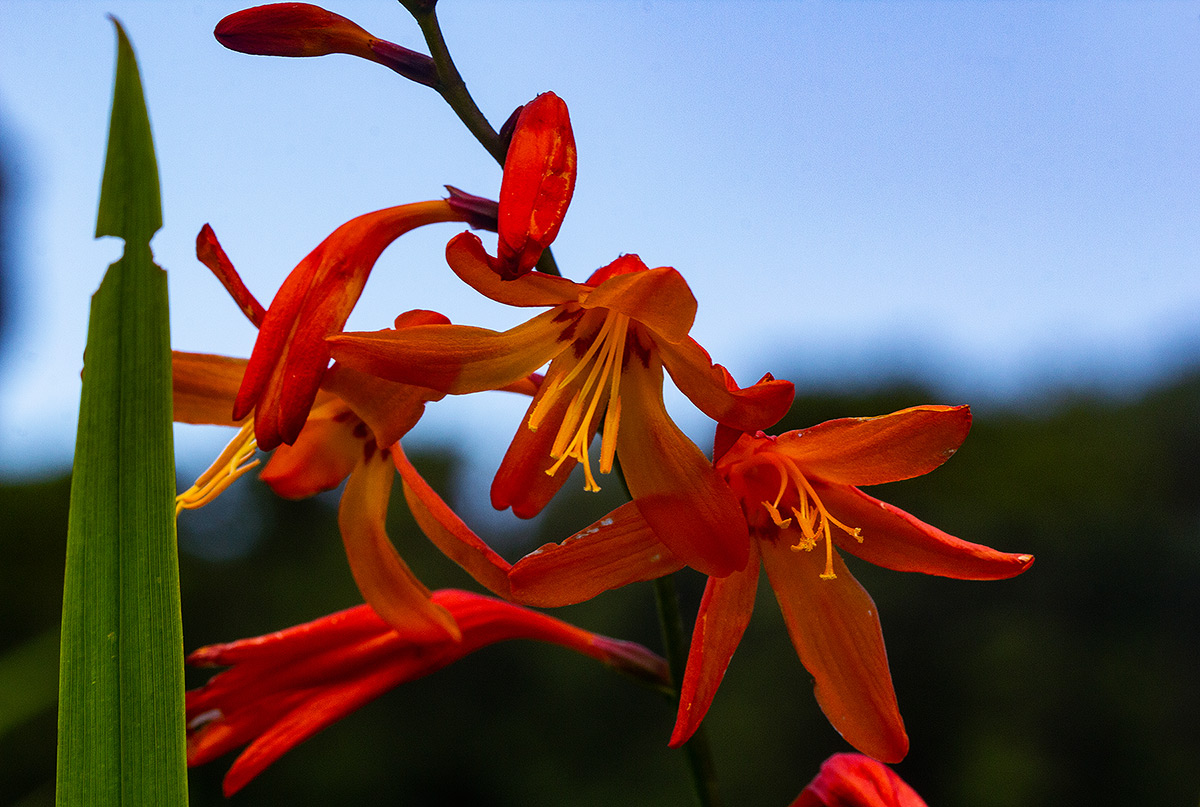 Crocosmia aurea subsp. aurea Crocosmia aurea subsp. aurea