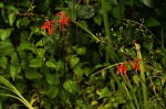 Crocosmia aurea subsp. aurea