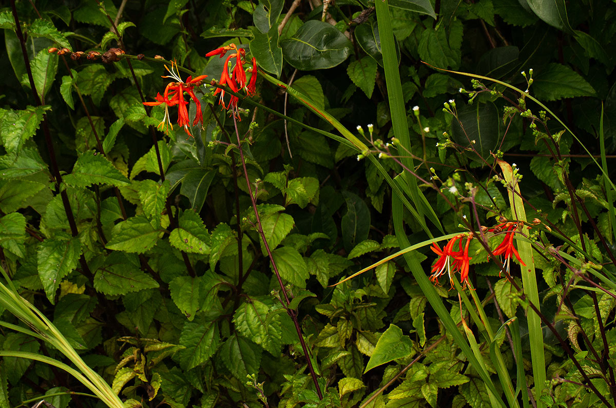 Crocosmia aurea subsp. aurea
