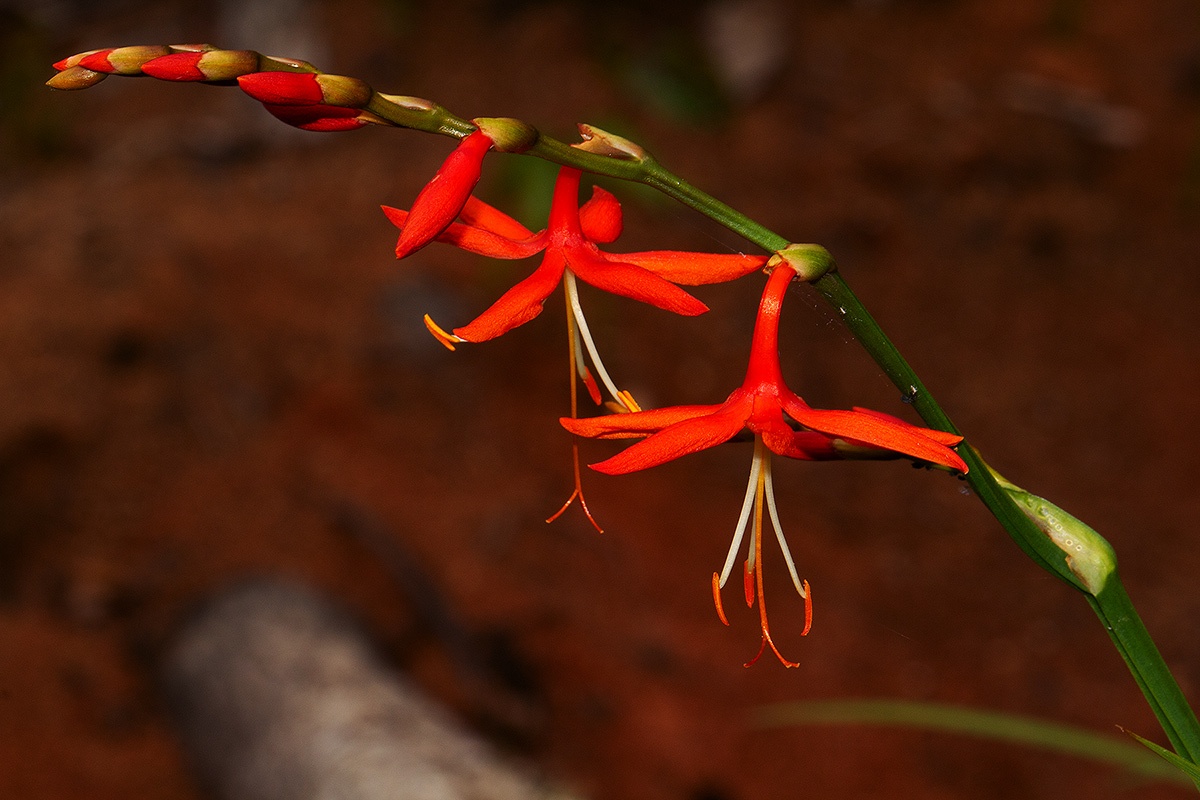 Crocosmia aurea subsp. aurea