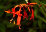 Crocosmia aurea subsp. aurea