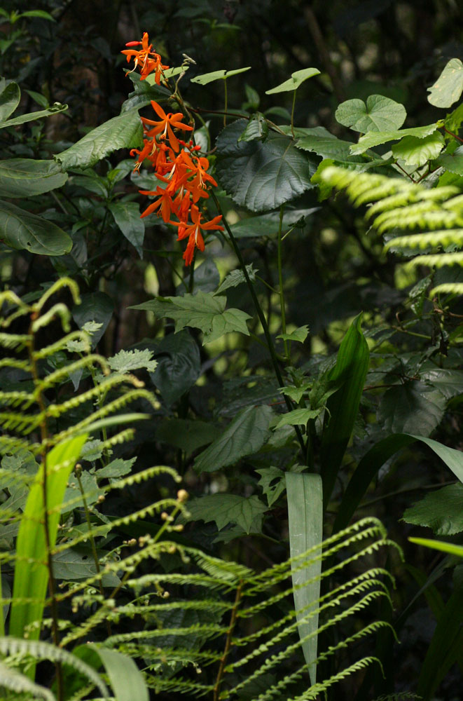 Crocosmia aurea subsp. aurea