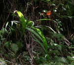 Crocosmia aurea subsp. aurea