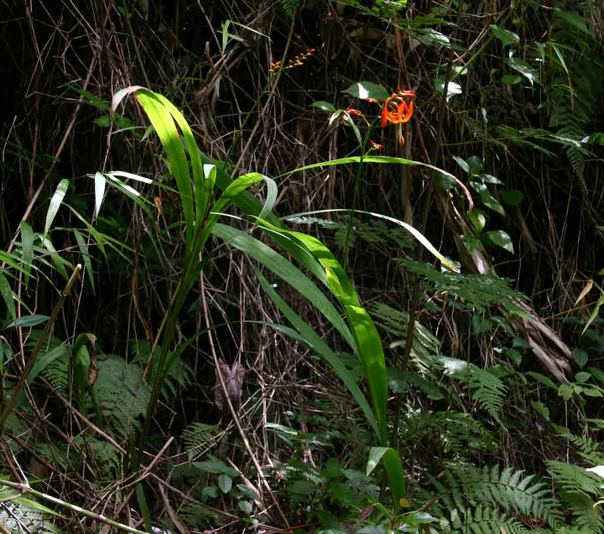 Crocosmia aurea subsp. aurea Crocosmia aurea subsp. aurea