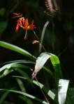 Crocosmia aurea subsp. aurea