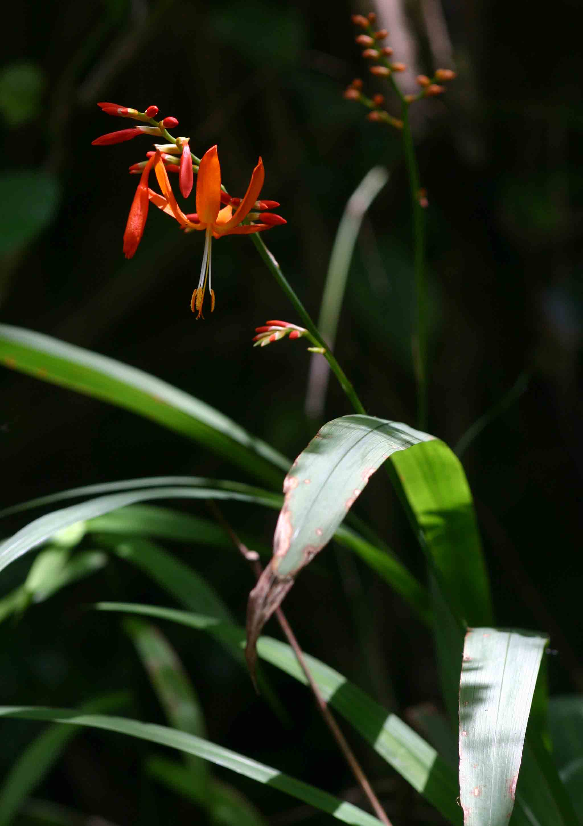 Crocosmia aurea subsp. aurea Crocosmia aurea subsp. aurea