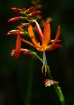 Crocosmia aurea subsp. aurea
