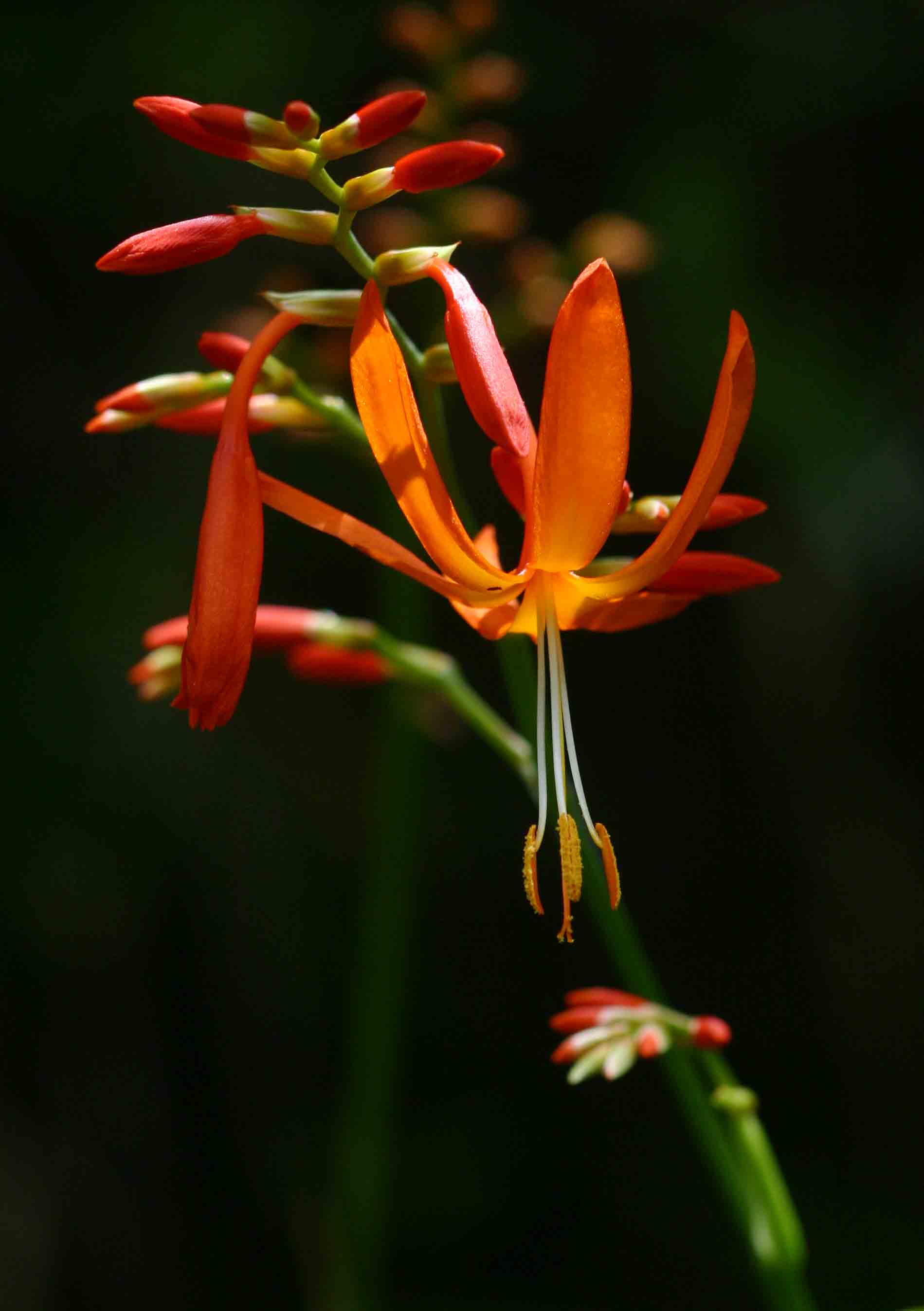 Crocosmia aurea subsp. aurea Crocosmia aurea subsp. aurea