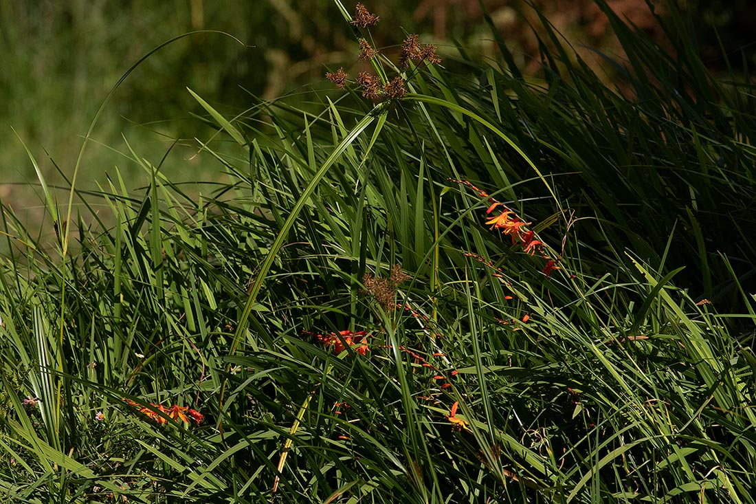 Crocosmia aurea subsp. aurea