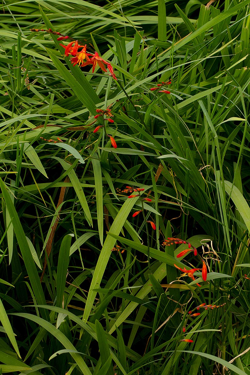 Crocosmia aurea subsp. aurea Crocosmia aurea subsp. aurea