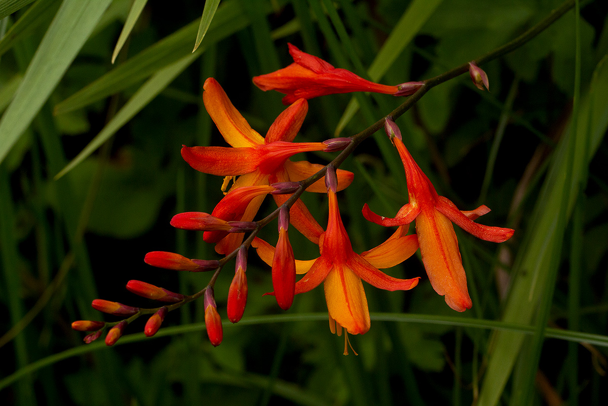 Crocosmia aurea subsp. aurea Crocosmia aurea subsp. aurea