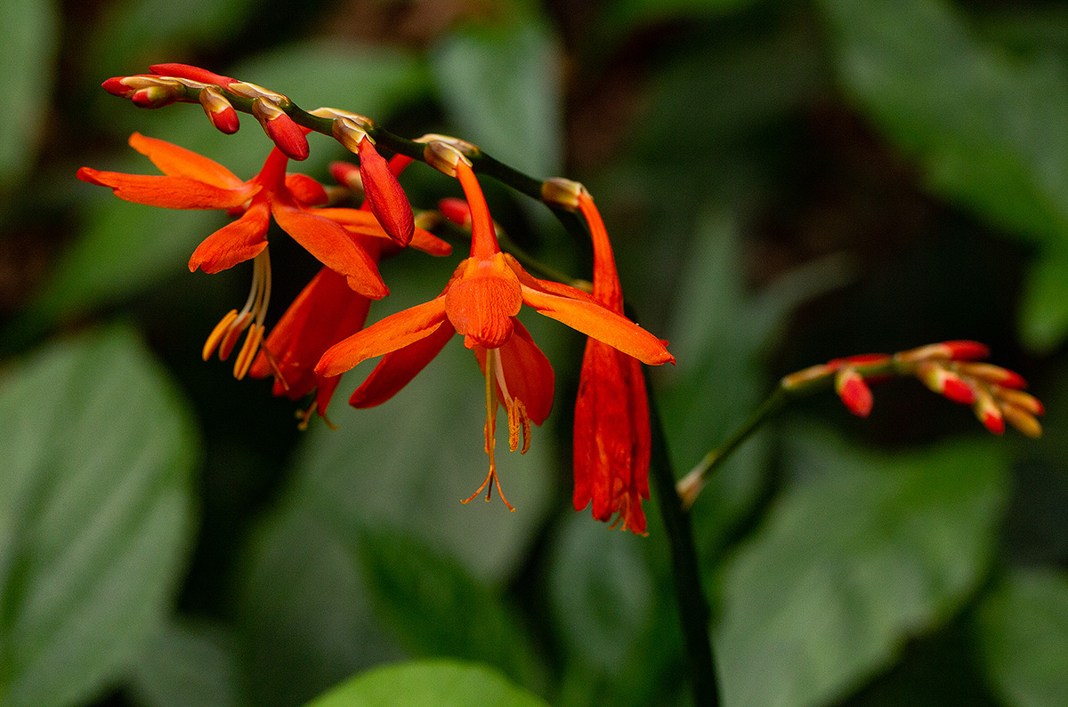 Crocosmia aurea subsp. aurea Crocosmia aurea subsp. aurea
